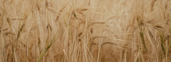 Finanzas Agro
